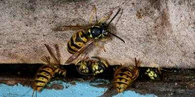 wasps attacking a beehive