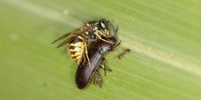 wasp killing a native beetle