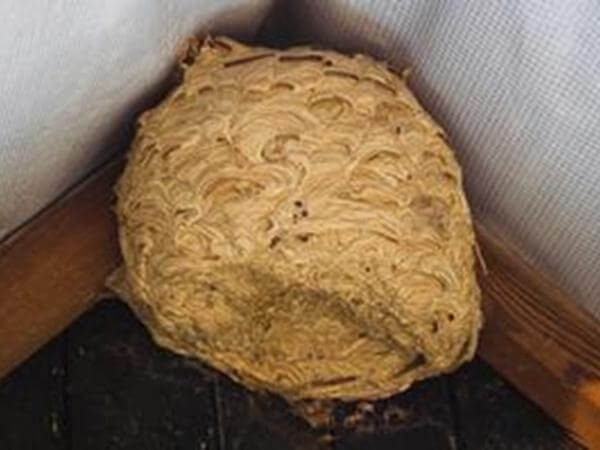 Wasp nest made out of chewed wood in a roof