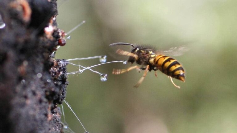 wasp stealing honey dew from beech tree