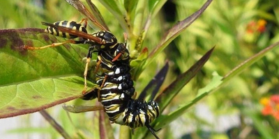 rogue wasp killing Monarch butterfly