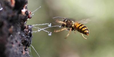 wasp stealing honey dew from beech tree