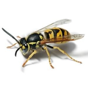 Image of German wasp