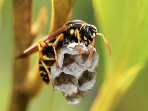 asian paper queen wasp on nest