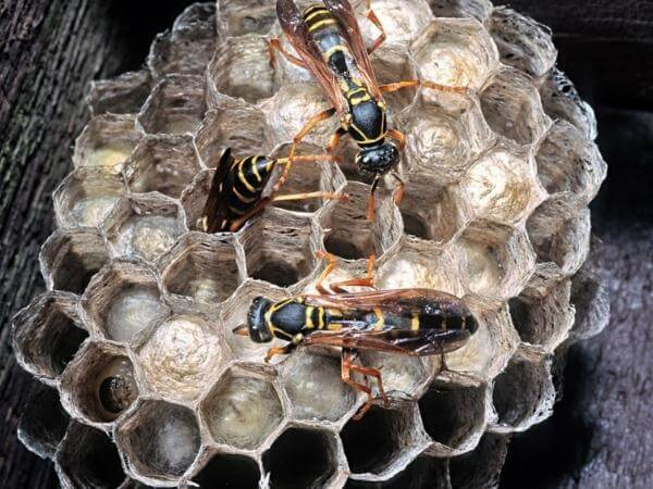 The European Paper Wasp Nest