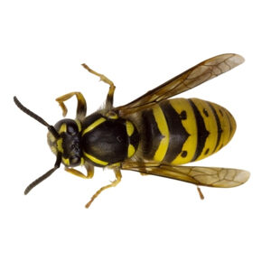 Image of common wasp