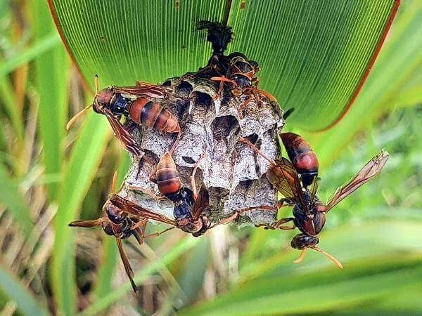 paper Wasp nest dangling from the underside of a leaf.