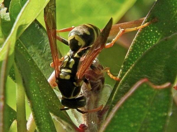 Asian paper Wasp Stealing Nectar