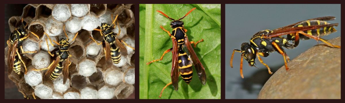 The Asian Paper Wasp or Polistes chinensis