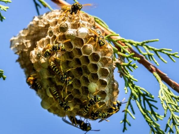 The European Paper Wasp Nest