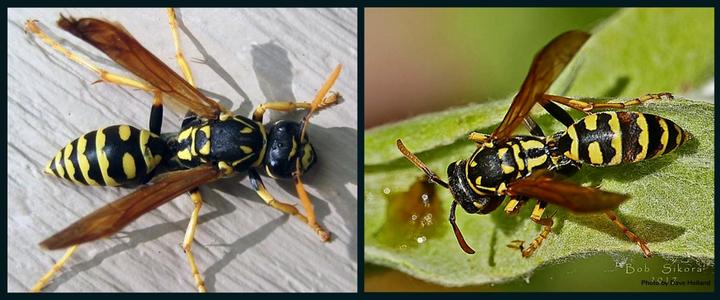 The European Paper Wasp Polistes dominula