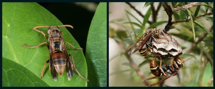 The Tasmanian or Australian Paper Wasp or Polistes humilis