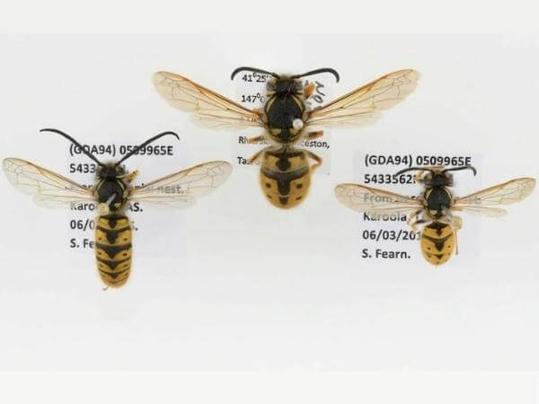 Comparison of Drone, worker and queen wasps