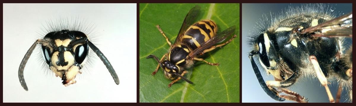 Common wasp sitting on a leaf. and side views of face