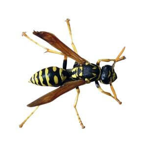 European Paper Wasp