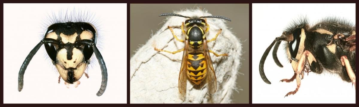 German wasp close ups of head and body pattern