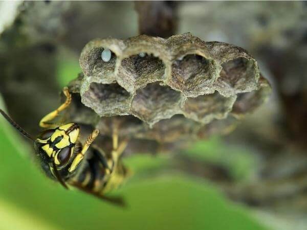 Tasmanian or Australaian paper wasp Polistes humilis working on their nest.