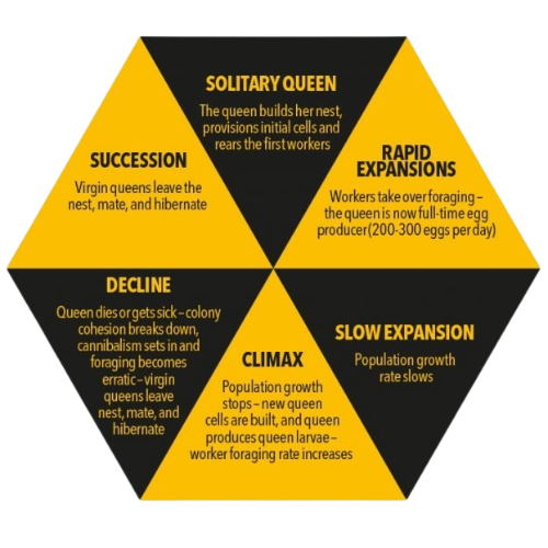 Lifecycle of the common queen wasp