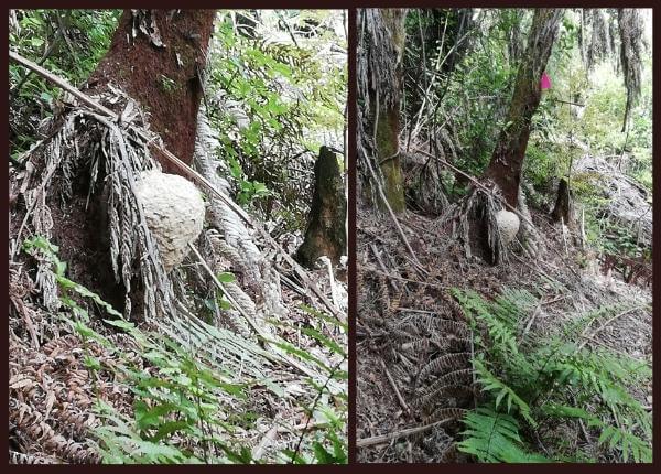 Wasp nest in Whakatane attached to punga tree.