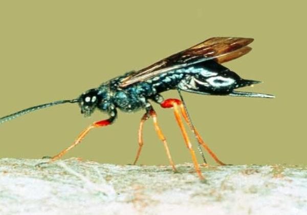 A sirex woodwasp (Sirex noctilio)