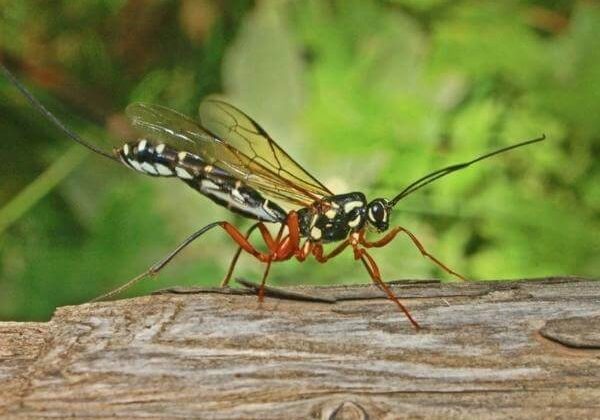 Giant ichneumon wasp