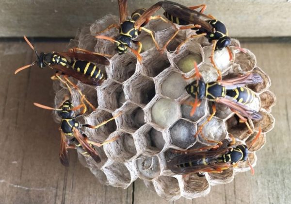 Paper wasp nest