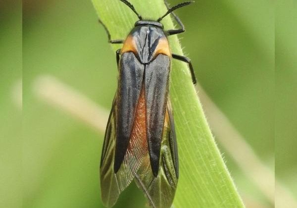 Wasp Nest Beetle