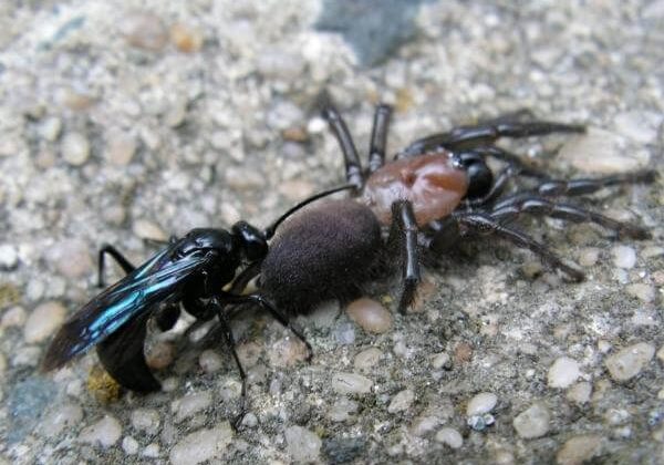 Priocnemis monachus dragging a paralyzed Porrhothele antipodiana back to its nest.